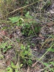 Aristolochia meridionalis