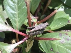 Tettigidea
