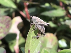 Tettigidea