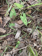 Aristolochia meridionalis