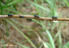 Cephalotes pusillus
