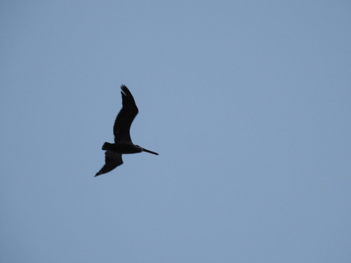 Brown Pelican photographed in Virginia