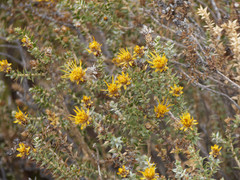 Chuquiraga ruscifolia