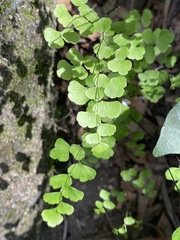 Adiantum atroviride