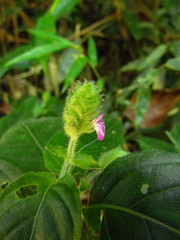 Justicia catharinensis