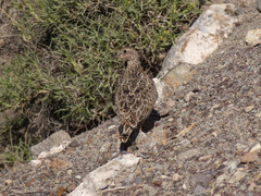 Thinocorus orbignyianus