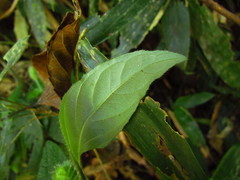 Justicia catharinensis