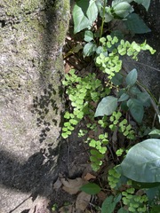 Adiantum atroviride
