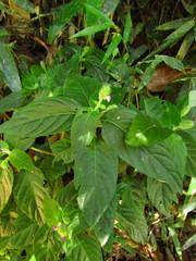 Justicia catharinensis