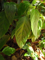 Justicia catharinensis