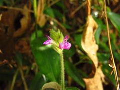 Justicia catharinensis