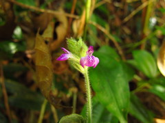 Justicia catharinensis
