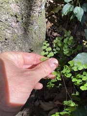 Adiantum atroviride