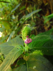 Justicia catharinensis