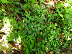 Justicia catharinensis