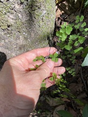 Adiantum atroviride