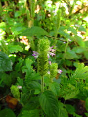 Justicia catharinensis