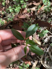 Pandorea jasminoides