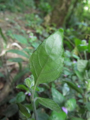 Justicia catharinensis