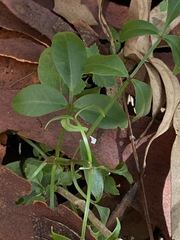 Pandorea jasminoides