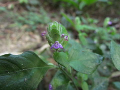 Justicia catharinensis