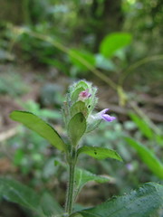 Justicia catharinensis