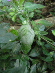 Justicia catharinensis