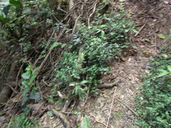 Justicia catharinensis