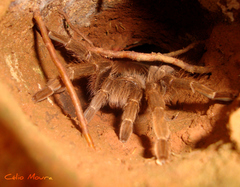Acanthoscurria