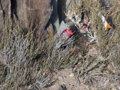 Zephyranthes graciliflora