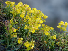 Calceolaria pinifolia