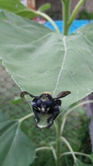 Mallophora ruficauda