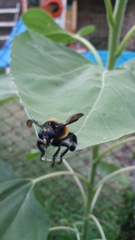 Mallophora ruficauda