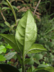 Justicia floribunda