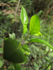 Justicia floribunda