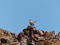 Ochetorhynchus ruficaudus