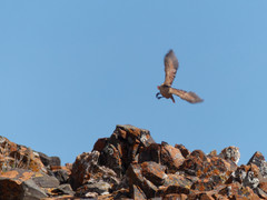 Ochetorhynchus ruficaudus