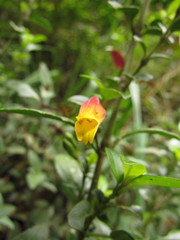 Justicia floribunda