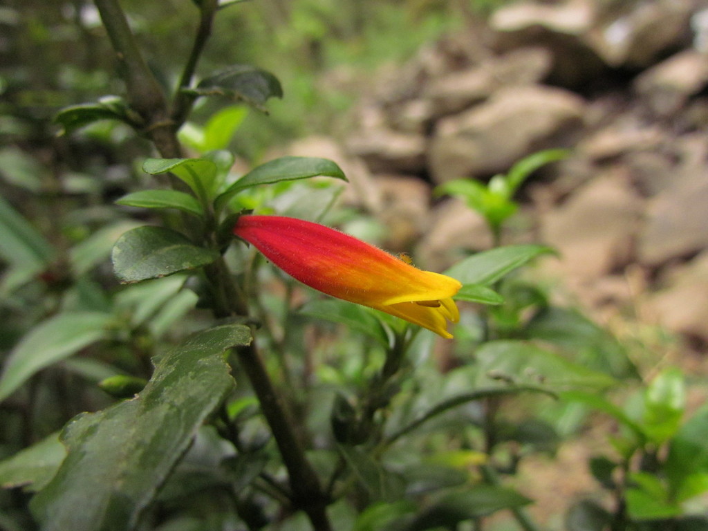Brazilian plume flower