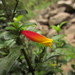 Justicia floribunda - Photo 由 Flora de Santa Catarina 所上傳的 (c) Flora de Santa Catarina，保留部份權利CC BY-NC