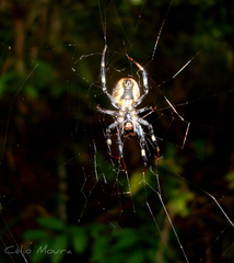 Araneus venatrix