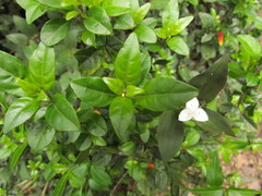 Justicia floribunda