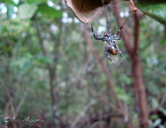 Araneus venatrix