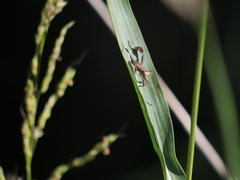 Leptoglossus concaviusculus