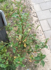 Persicaria maculosa