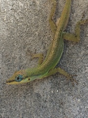 Anolis trinitatis