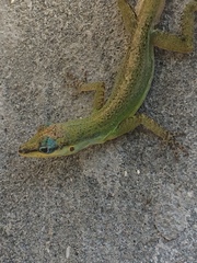 Anolis trinitatis