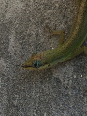 Anolis trinitatis