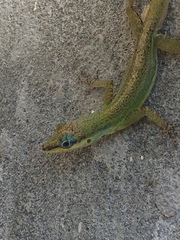 Anolis trinitatis