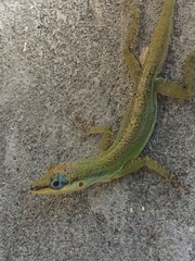 Anolis trinitatis